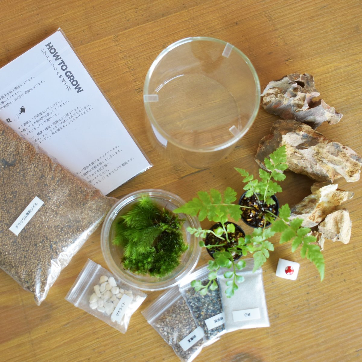 キット】シダシリンダーM作成キット｜シダ1種＋苔3種｜シダと苔の