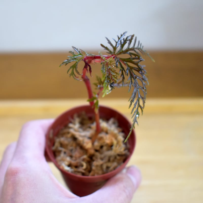 熱帯植物】Begonia bipinnatifida｜ベゴニア ビピンナティフィダ｜6cmポ