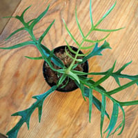 【熱帯植物】Philodendron tortum｜フィロデンドロン トータム｜6cmポット