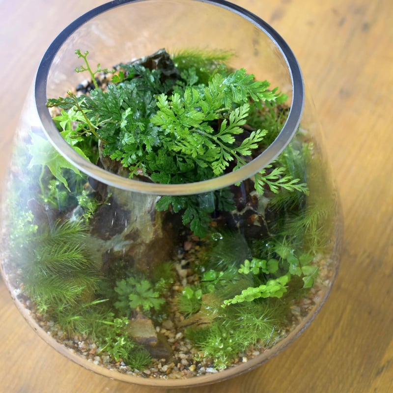 シダ植物】Davallia mariesii｜シノブ｜6cmポット | shida desi