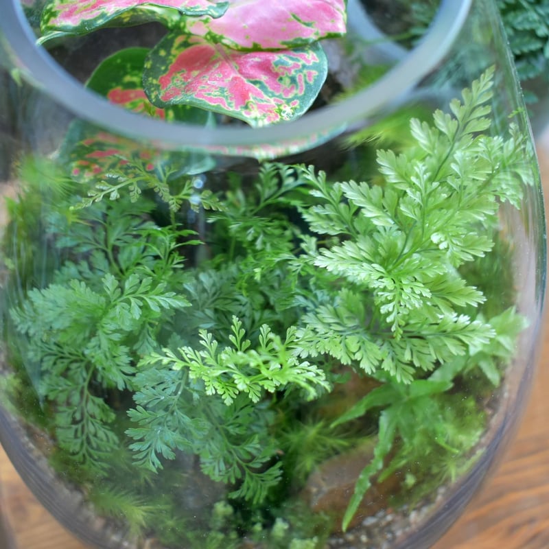 シダ植物】Davallia mariesii｜シノブ｜6cmポット | shida desi