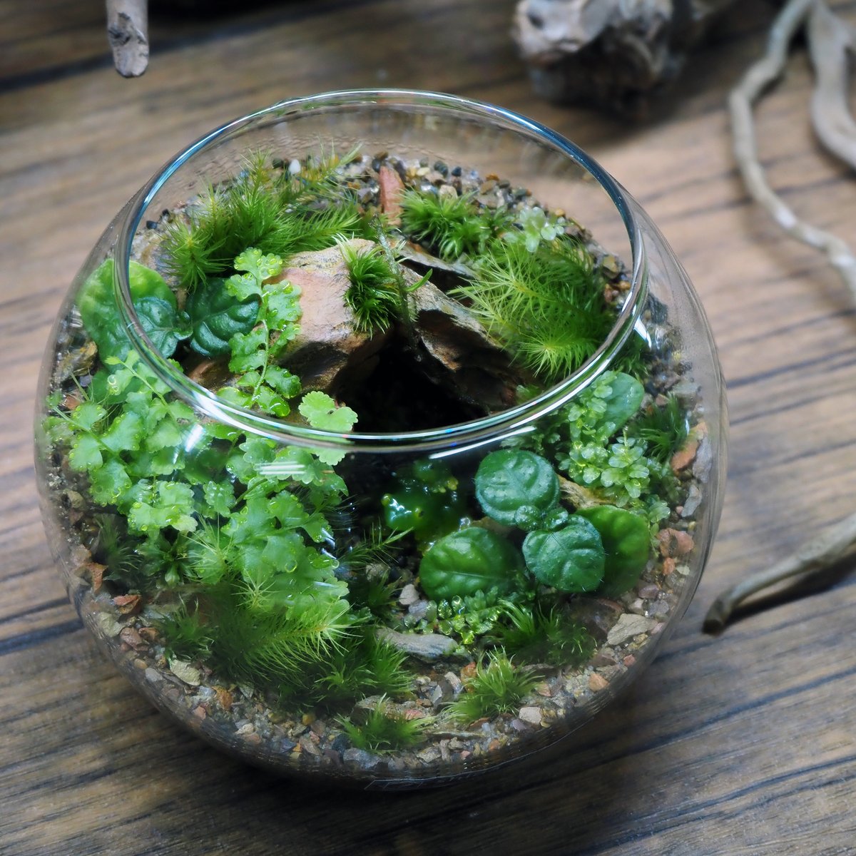 手作りプレート「シダ」 キット】シダボウルM作成キット（シダ1種+苔3種）｜シダと苔の