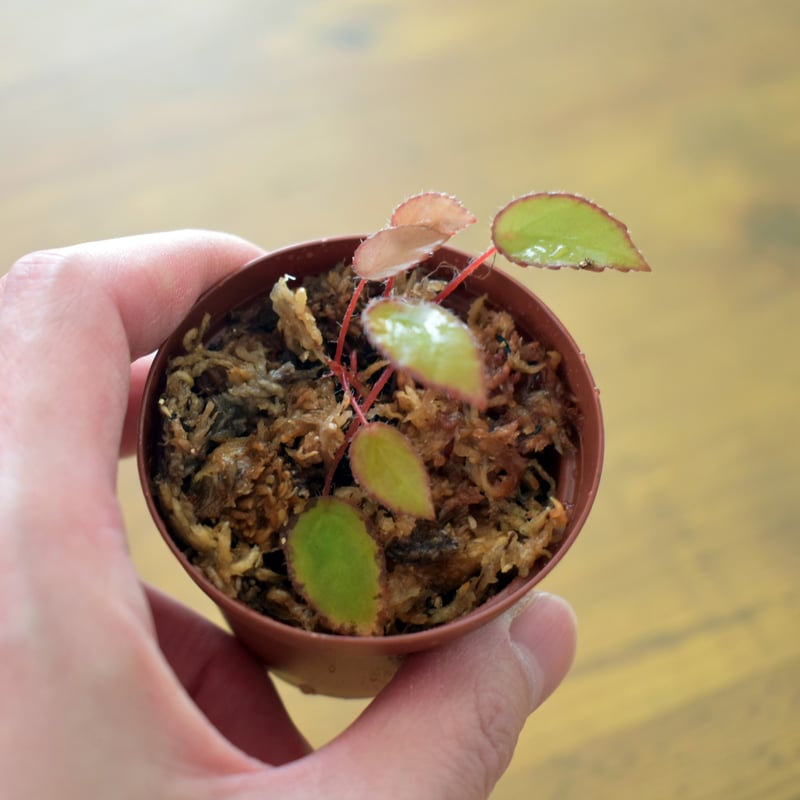 超小型原種ベゴニア！】ベゴニア ヴァンケルコウェニー Begonia