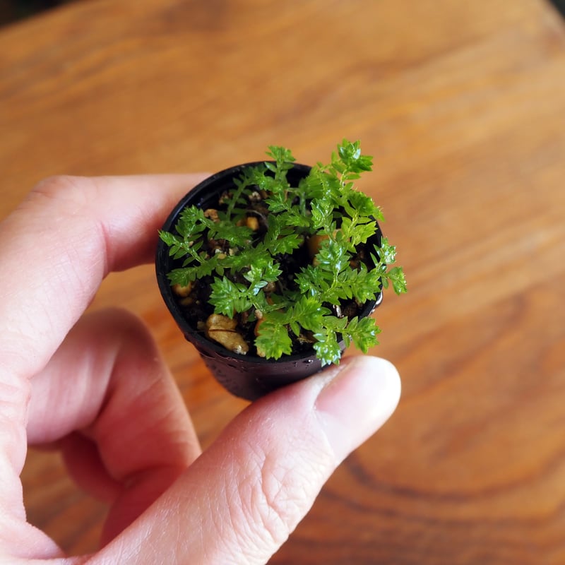 シダ植物】Selaginella apoda｜セラギネラ アポダ｜3.5cmポット | sh