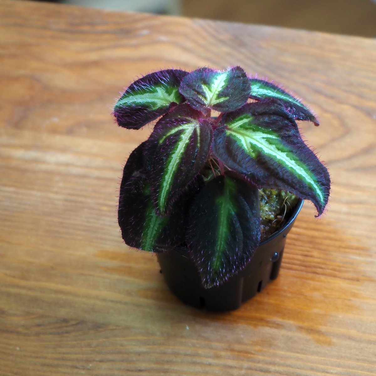 熱帯植物】Sonerila sp. Purple｜ソネリラ sp. パープル｜6cmポット