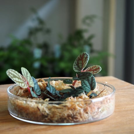 【つる性植物】Pellionia pulchra｜ペリオニア プルクラ｜8cmカップ