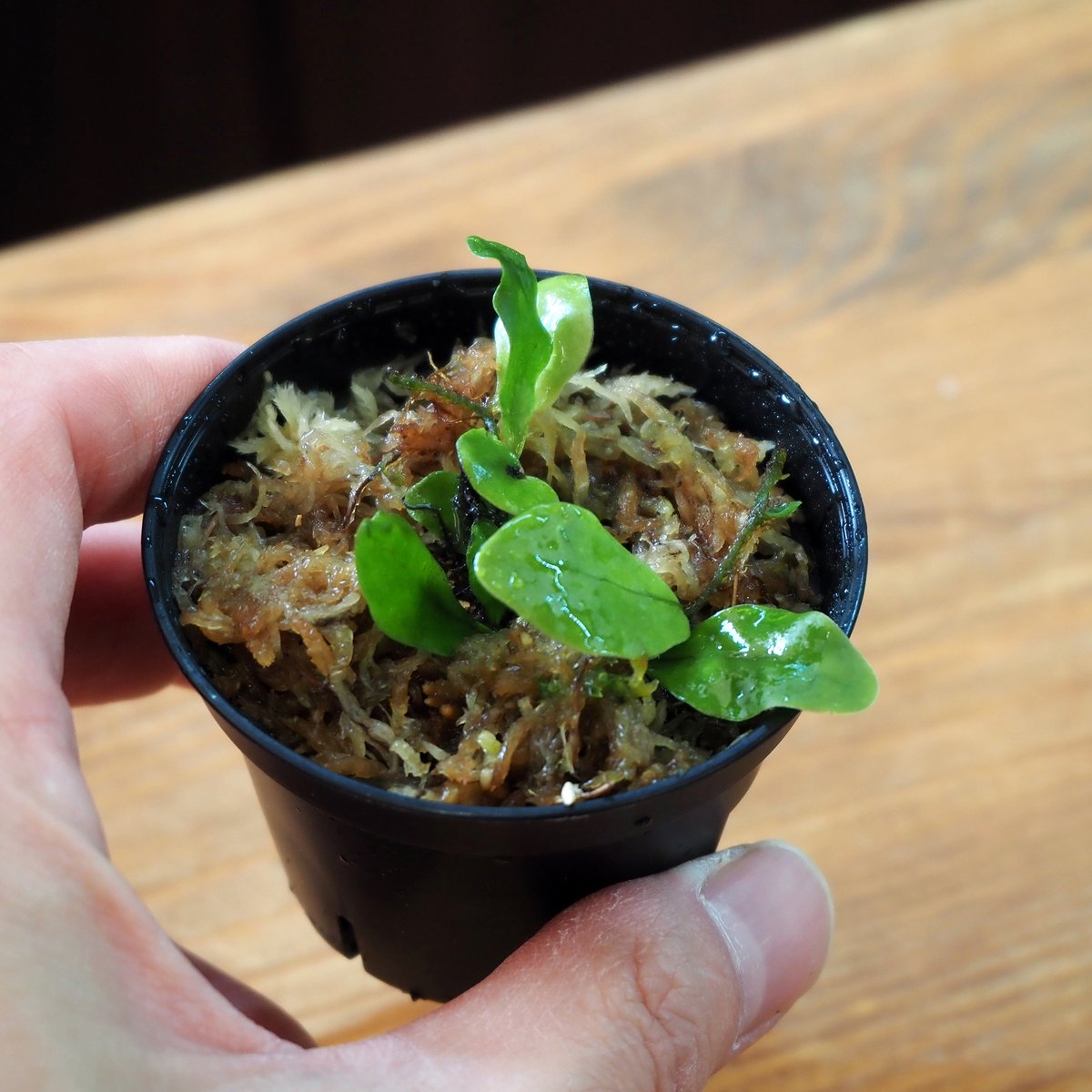 シダ植物】Microsorum linguiforme｜ミクロソリウム リングイフォルメ 