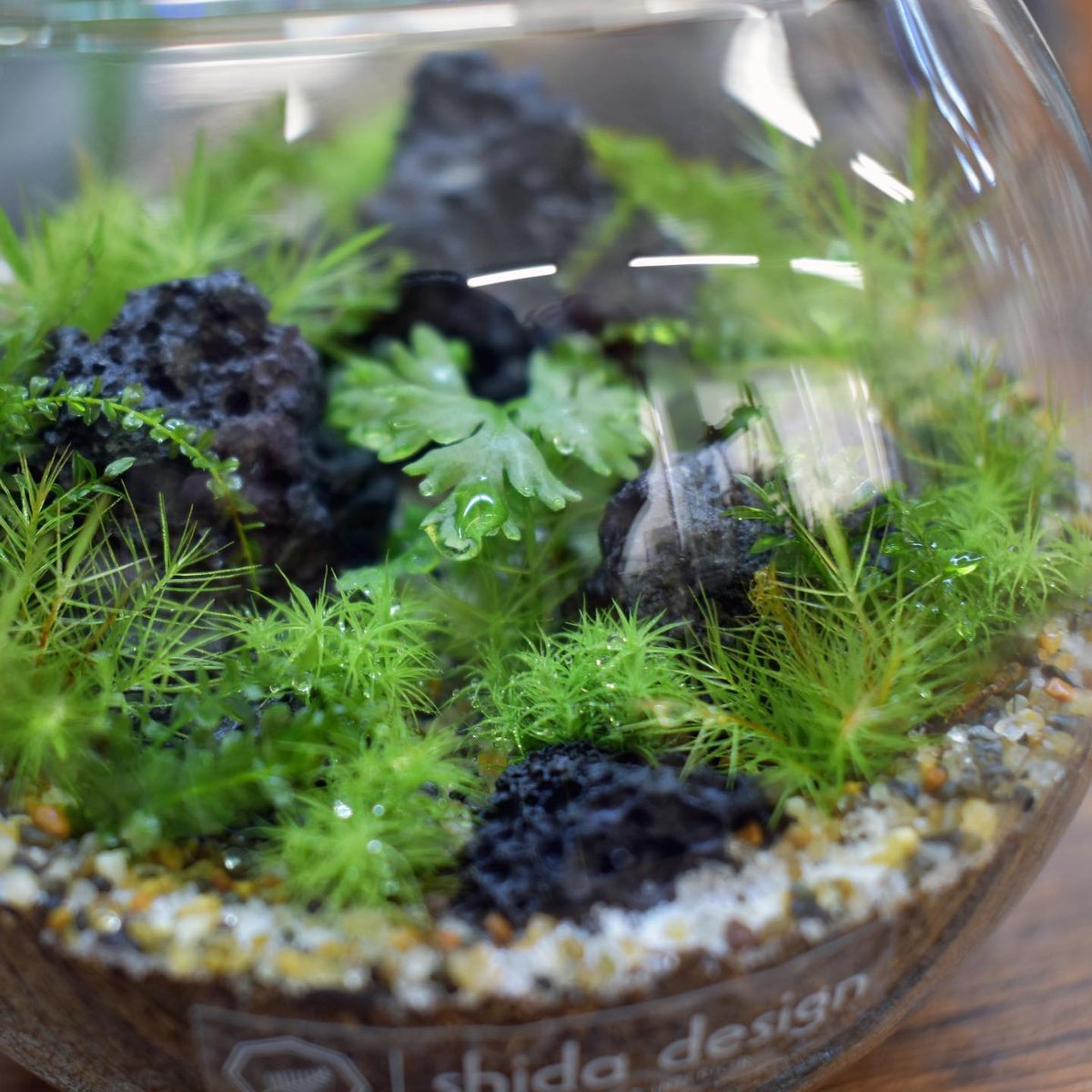 黒溶岩石　盆栽　ミニチュア庭園　アクアリウム Amazon | 高濾過溶岩 国産小型溶岩石 B 3~8cm 450g 赤系 30cm