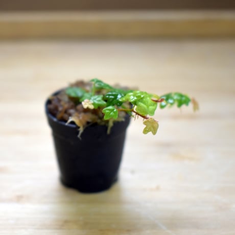【つる性植物】Ficus pumila var. quercifolia｜フィカス プミラ クエルギフォリア｜3.5cmポット