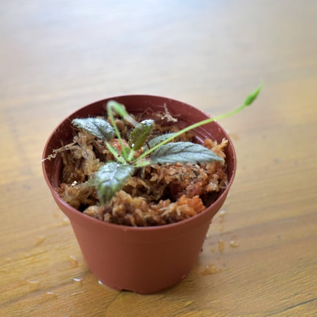 【熱帯植物】Sinningia muscicola｜シンニンギア ムスキコラ｜6cmポット