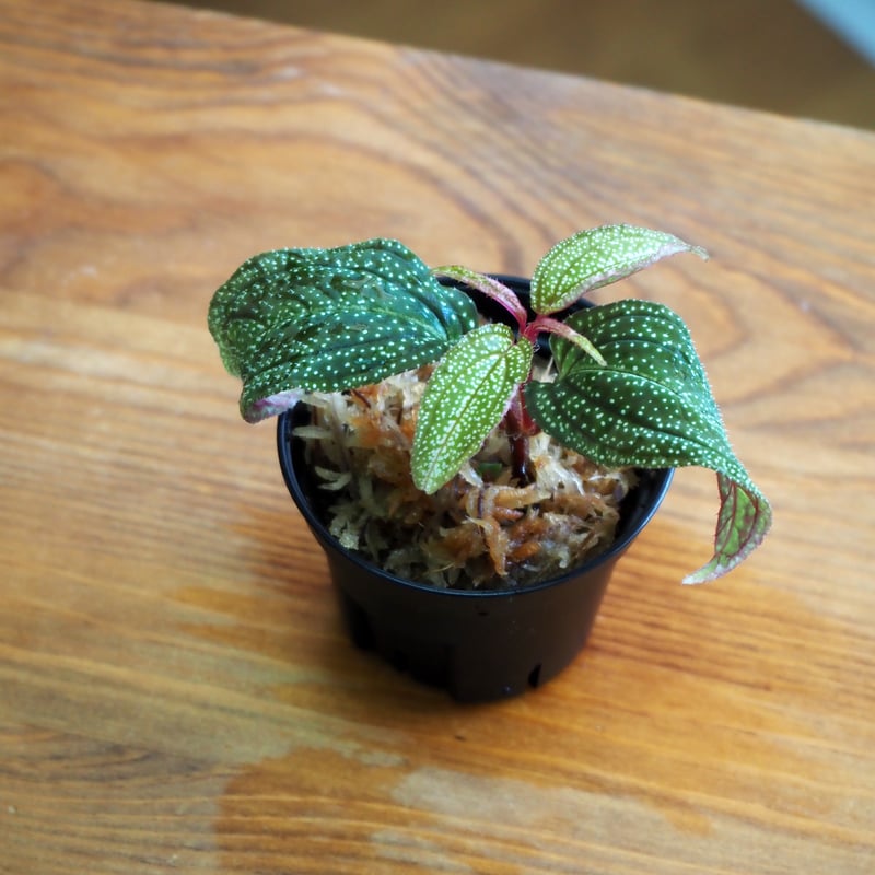 熱帯植物】Sonerila sp. Vietnam｜ソネリラ sp. ベトナム｜6cmポット