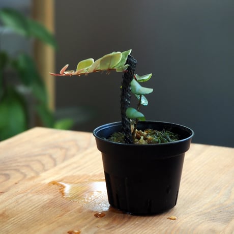 【熱帯植物】Marcgravia sintenisii｜マルクグラビア シンテニシー｜6cmポット