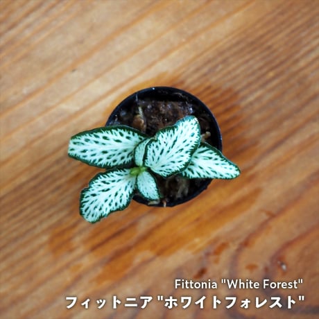 【観葉植物】Fittonia "White Forest"｜フィットニア "ホワイトフォレスト"｜3.5cmポット