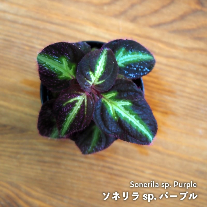 熱帯植物】Sonerila sp. Purple｜ソネリラ sp. パープル｜6cmポット