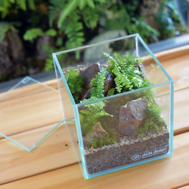 ガラス容器】ガラスキューブM｜W100mm×H100mm｜専用ガラスフタ付き