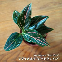 【熱帯植物】Aglaonema "Red Vein”｜アグラオネマ "レッドヴェイン"｜6cmポット