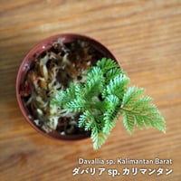 【シダ植物】Davallia sp. Kalimantan Barat｜ダバリア sp. カリマンタン｜6cmポット