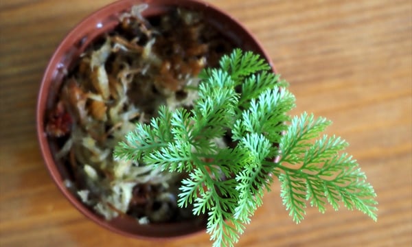 ⭐︎リアル　シダなど Amazon.co.jp: BubbleBlooms シダバラエティ詰め合わせ 6種類のシダ 2