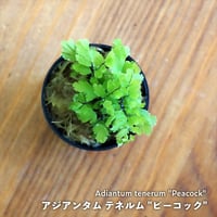 【シダ植物】Adiantum tenerum "Peacock"｜アジアンタム テネルム "ピーコック"｜3.5cmポット
