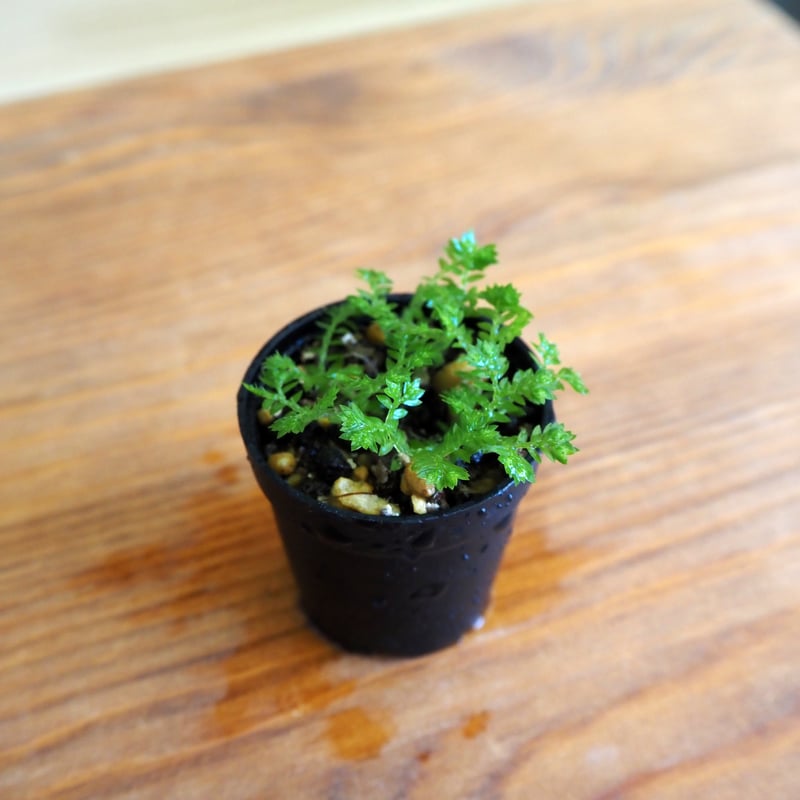 【希少シダ植物】コビトホラシノブ ホラシノブ｜苔（コケ）のインテリア コケリウム（苔テラリウム）専門