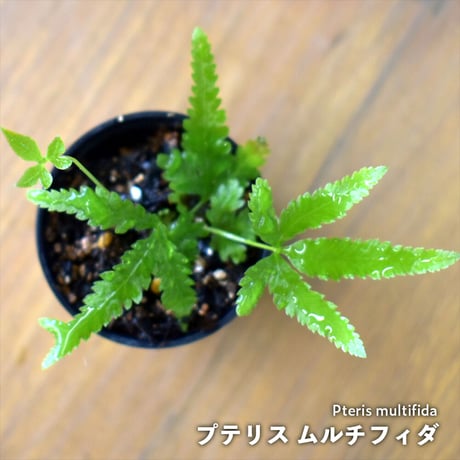 【シダ植物】Pteris multifida｜プテリス ムルチフィダ｜3.5cmポット