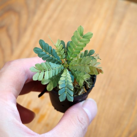 【熱帯植物】Biophytum sensitivum｜ビオフィツム センシティヴム｜3.5cmポット