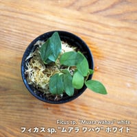 【クライマー植物】Ficus sp. "Muara wahau" white｜フィカス sp. "ムアラ ワハウ" ホワイト｜8cmカップ