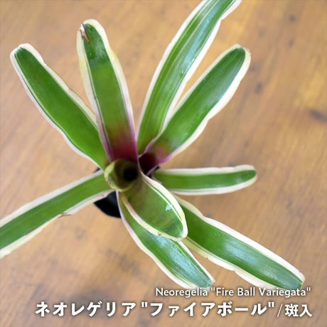 【熱帯植物】Neoregelia "Fire Ball Variegata"｜ネオレゲリア "ファイアボール"（斑入）｜3.5cmポット