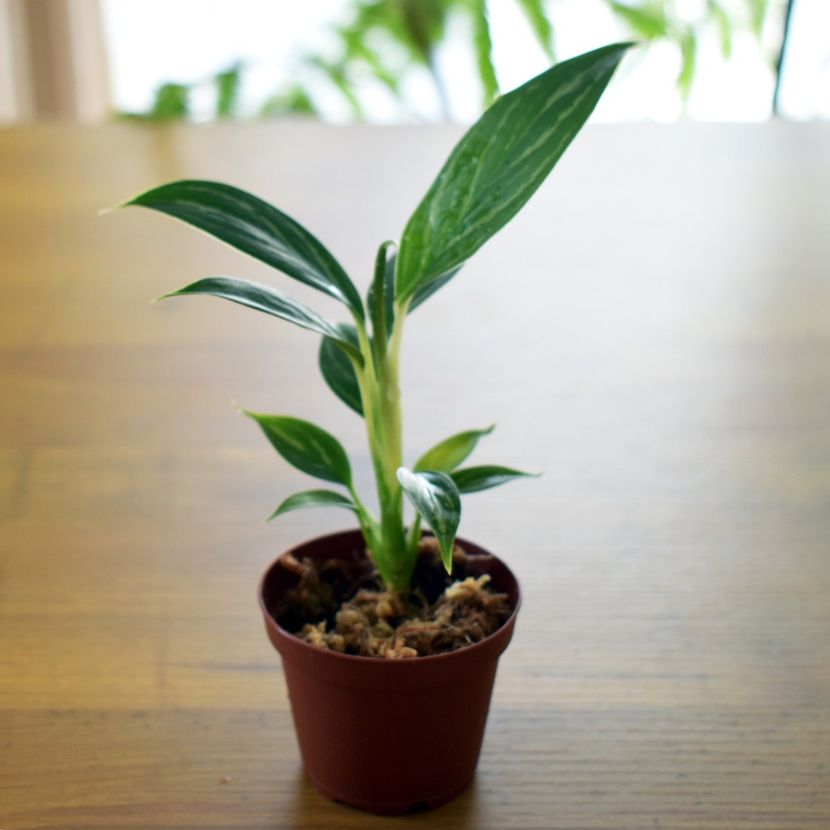 LD アグラオネマ Aglaonema パルダリウム サトイモ科