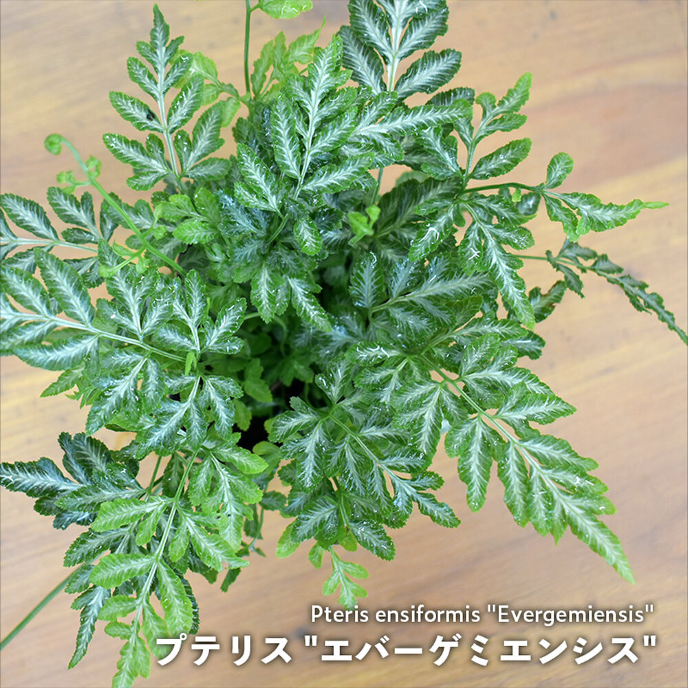 ※限定1個【シダ植物】プテリス 