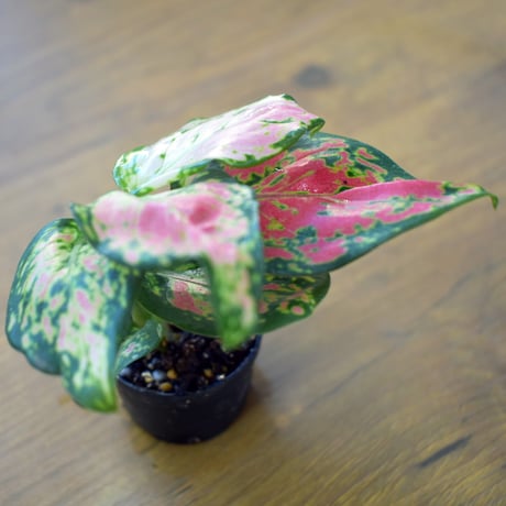 【熱帯植物】Aglaonema "Beauty"｜アグラオネマ "ビューティー"｜4.5cmポット