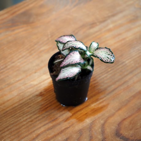 【観葉植物】Fittonia "Pink Tiger"｜フィットニア "ピンクタイガー"｜3.5cmポット
