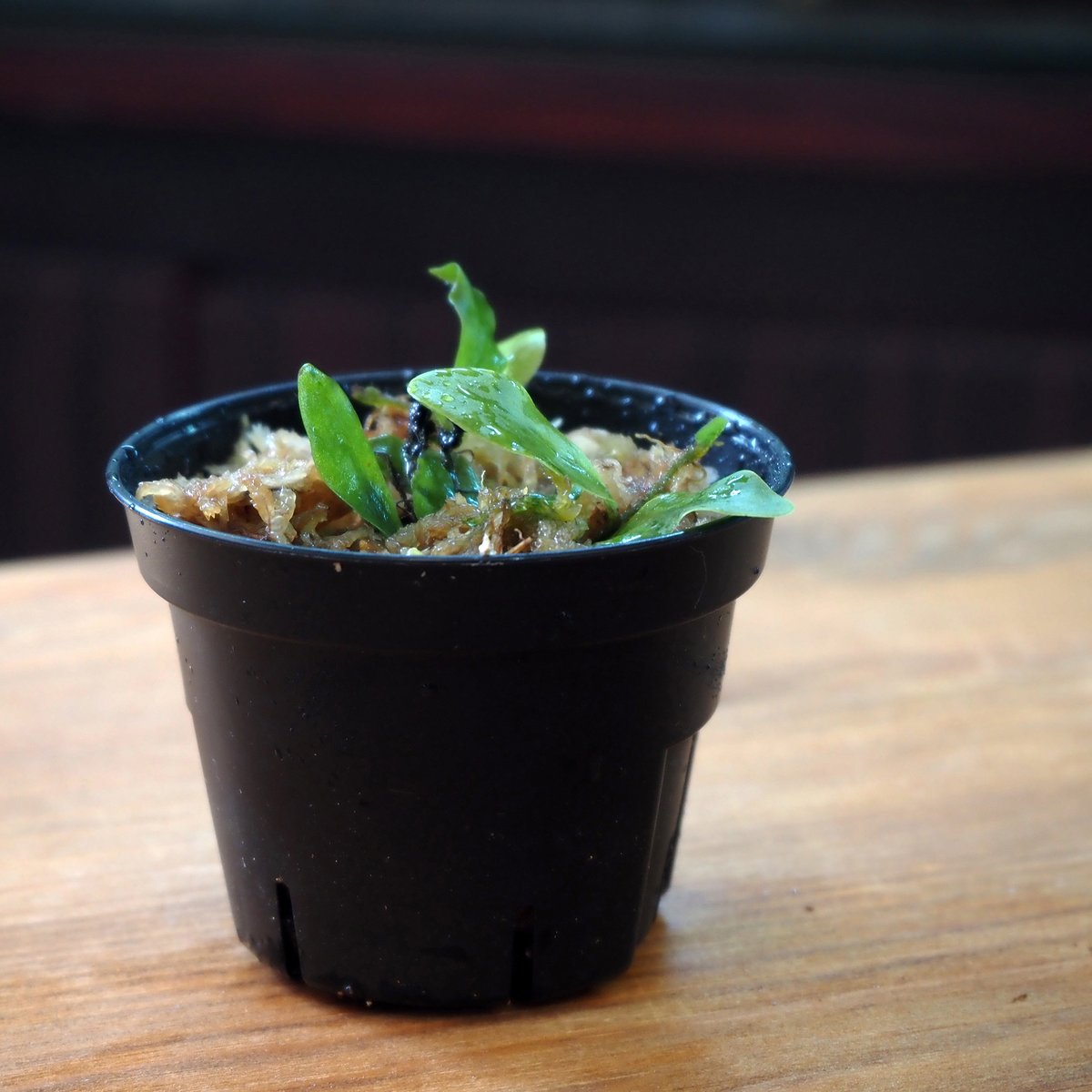 シダ植物】Microsorum linguiforme｜ミクロソリウム リングイフォルメ 