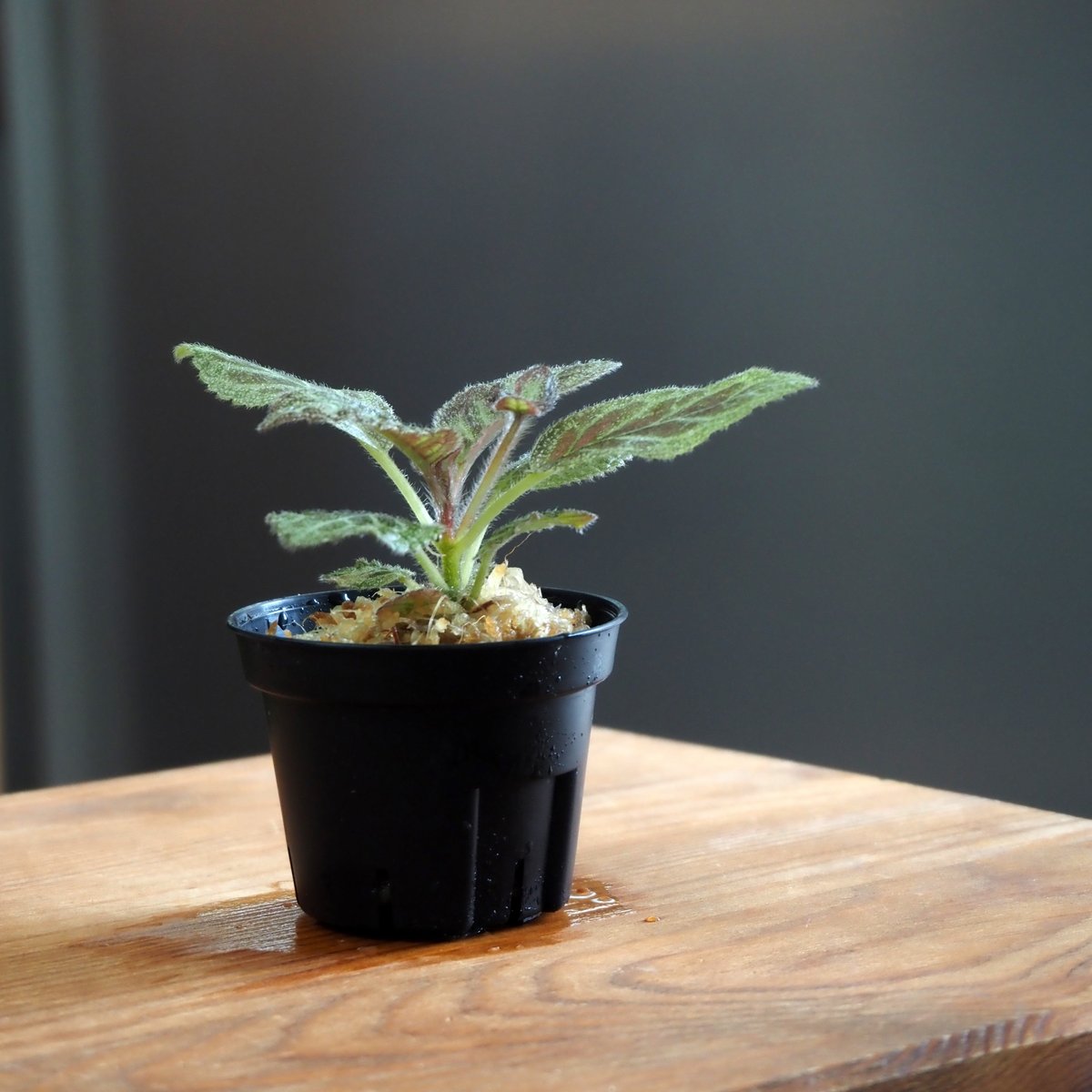 熱帯植物】Episcia 
