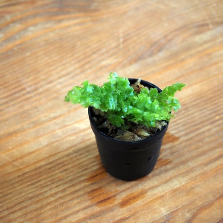 【シダ植物】Nephrolepis "Teddy Junior"｜ネフロレピス "テディージュニア"｜3.5cmポット