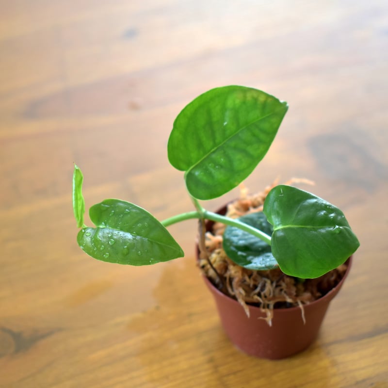 熱帯植物】Philodendron sp. Venezuela｜フィロデンドロン sp. ベ