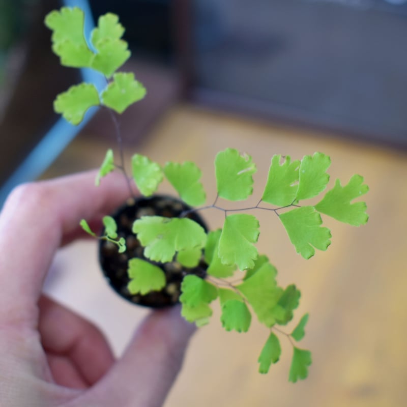 コビトホラシノブ 希少 小型シダ植物 パルダリウム 奄美大島のシダ：とても小さいコビトホラシノブ（絶滅危惧1A