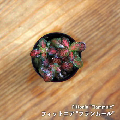 【観葉植物】Fittonia "Flammule"｜フィットニア "フランムール"｜3.5cmポット