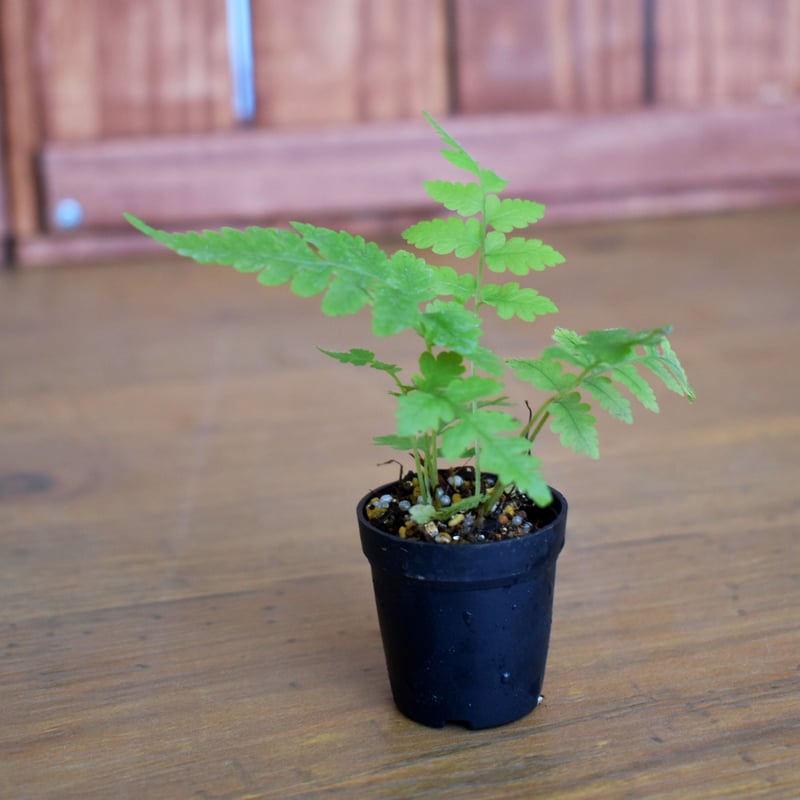 Amazon.co.jp: 日本の野生植物 シダ 新装版 : 岩槻 邦男: 本