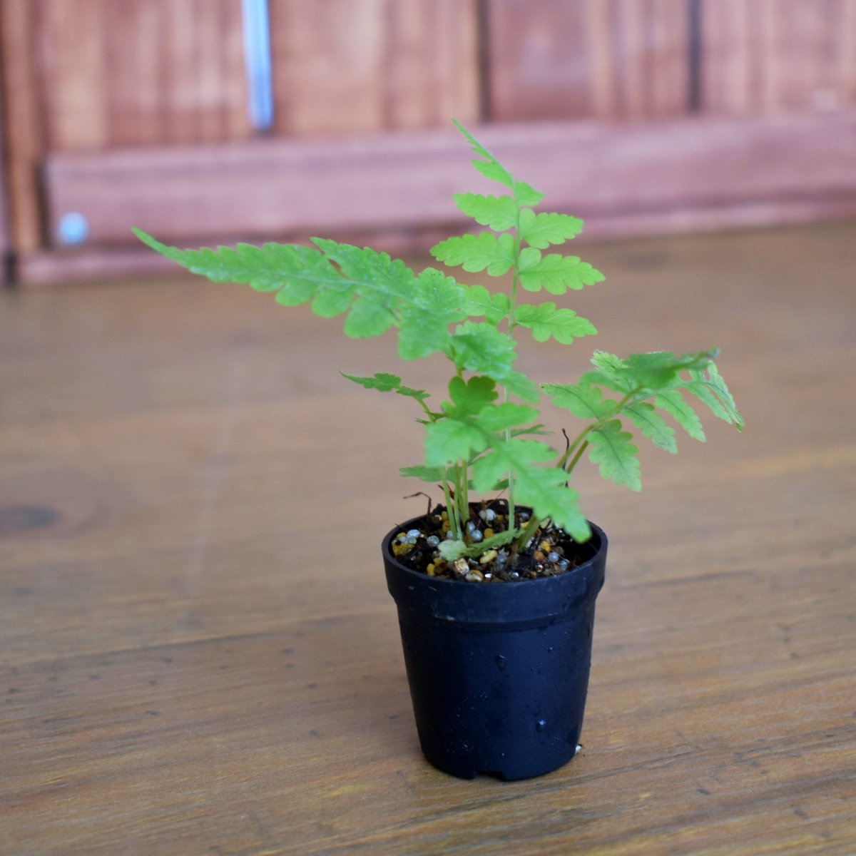シダ植物】Deparia japonica｜シケシダ｜3.5cmポット | shida de