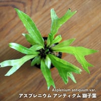 【シダ植物】Asplenium antiquum var.｜アスプレニウム アンティクム 獅子葉｜4.5cmポット