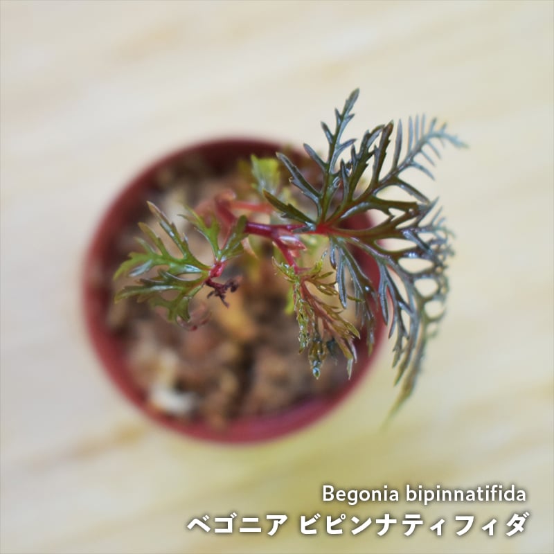 Begonia bipinnatifida◯ベゴニア ビピンナティフィダ 原種ベゴニア