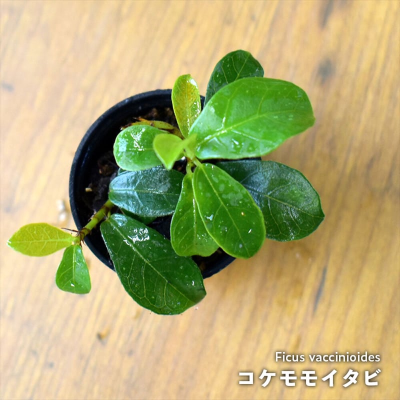 クライマー植物】Ficus vaccinioides｜コケモモイタビ｜3.5cmポット |