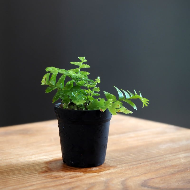 シダ植物】Nephrolepis 