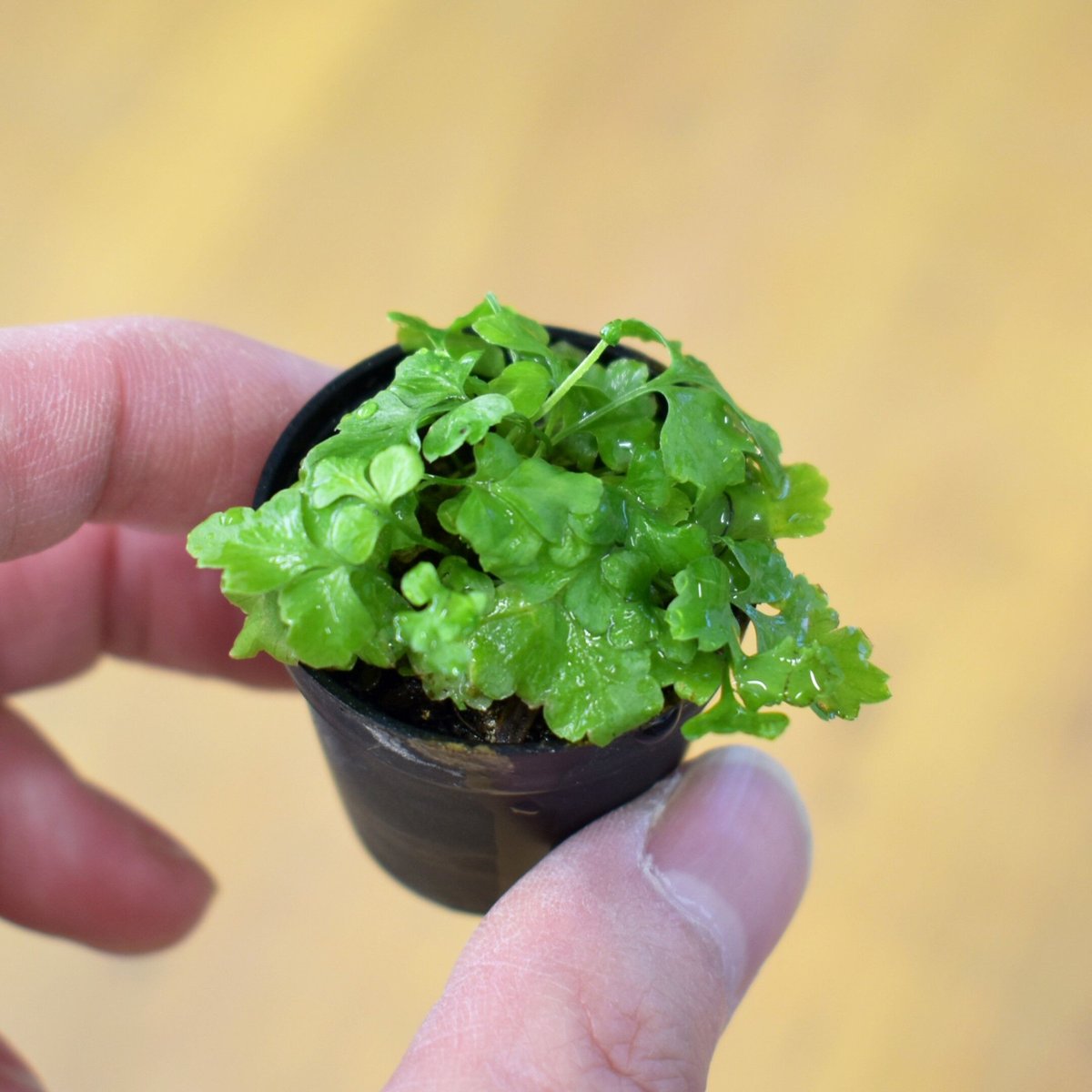 その他観葉植物 acetedyamada シダ植物】Asplenium Adiantum-nigrum｜ミヤマカワリシダ｜3.5cm
