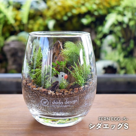 【テラリウム作品】シダエッグS（W65×H100mm）｜シダと苔のテラリウム