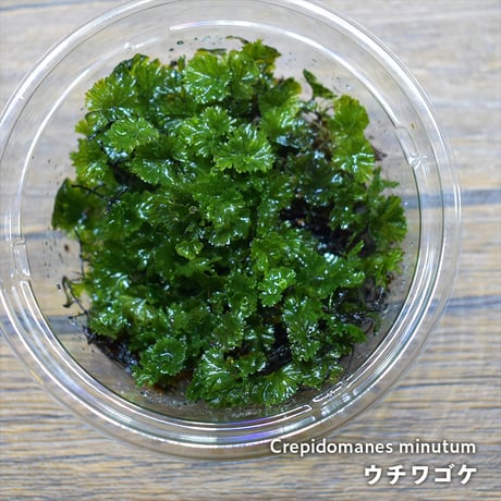 【シダ植物】Crepidomanes minutum｜ウチワゴケ｜8.5cmパック