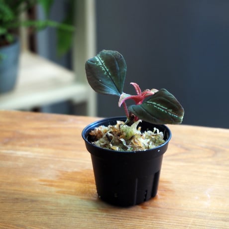 【熱帯植物】Sonerila sp. Di Linh Plateau, Vietnam｜ソネリラ sp. ディリンプラトー ベトナム｜6cmポット