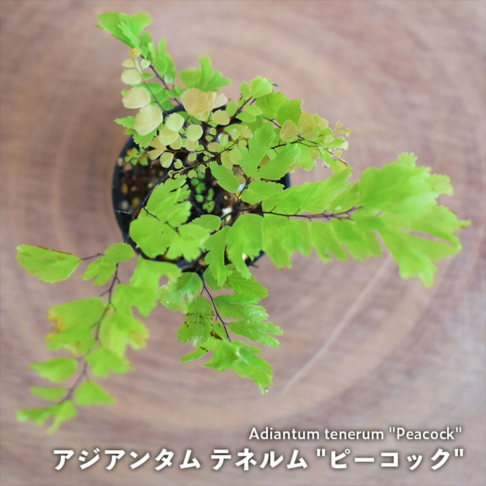 【シダ植物】アジアンタム テネルム
