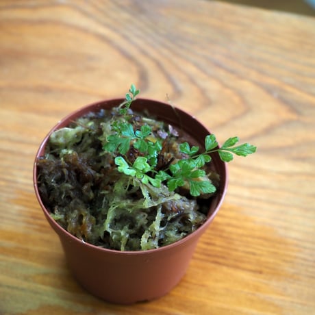 【シダ植物】Thelypteris cystopteroides｜ヒメハシゴシダ｜6cmポット